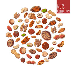 Group of vector colorful illustrations on the nutrition theme; set of different kinds of nuts. Realistic isolated objects for your design.