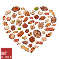 Group of vector colorful illustrations on the nutrition theme; set of different kinds of nuts. Realistic isolated objects for your design. Heart lined with nuts.
