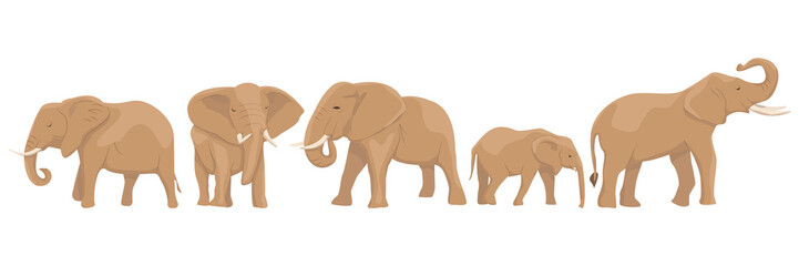 Fototapeta premium Set from African elephants in different poses. Wild animals of Africa and India. Vector illustration, isolated on white background.