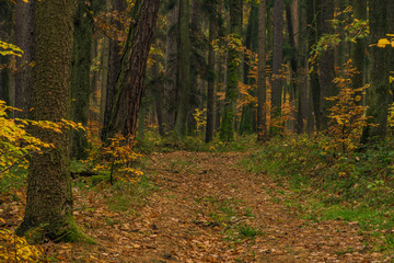 Dark color autumn forest with leaf trees near Luhacovice town
