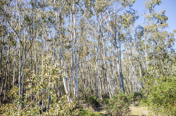 Eucalyptus forest or grove in California with white bark trees during sunny spring day