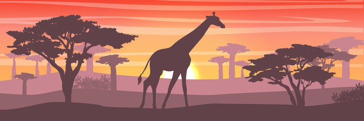 A large giraffe in the African savanna at sunset. Silhouettes of animals and plants. Realistic vector landscape. The nature of Africa. Reserves and national parks.