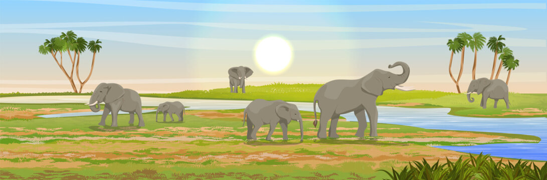 Family of African elephants at the watering hole. Grass, a river, the Doum palm on the horizon. Realistic vector landscape. Nature and animals of Africa. Reserves and national parks.