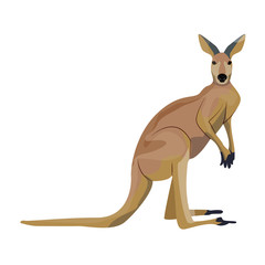 Big red Australian kangaroo. Wild animals of Australia. Fauna. Endemic species. Vector illustration, isolated on white background.