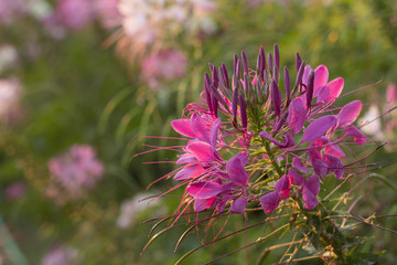 Spider flowers or CLEOME SPINOSA LINN are bllooming on sun rise time in autumn