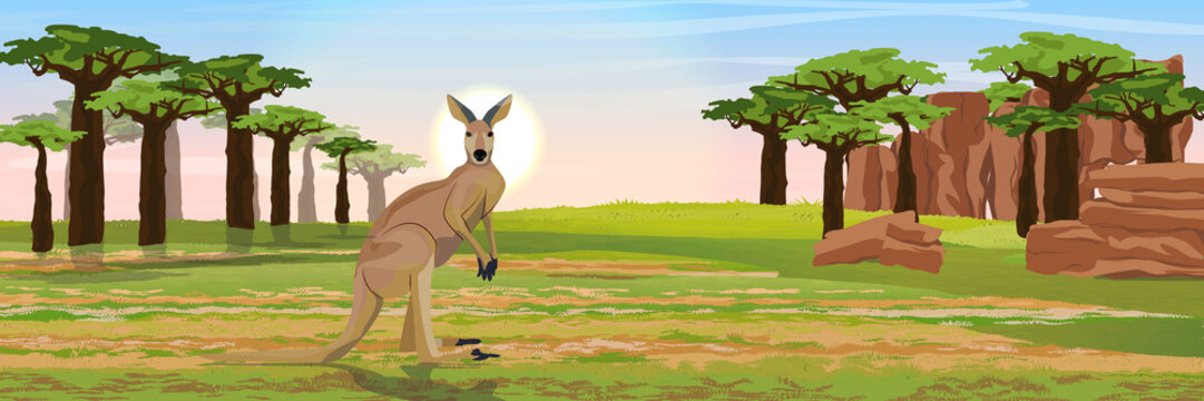 Large red kangaroos on the Australian plains. Dry grass, rocks, acacia trees and baobab grove. Wild nature of Australia. Realistic vector landscape.