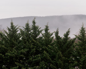 Obraz na płótnie Canvas Tree line in fog