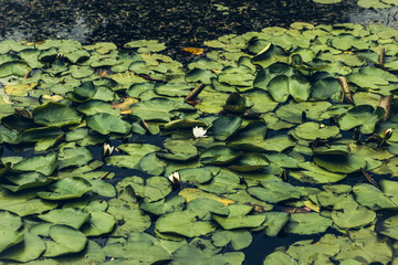 water lily white and yellow flower and green leaves background