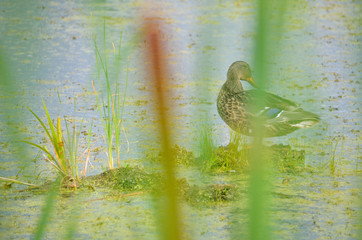 Cattail reeds and lake landscape during summer with calm water and duck