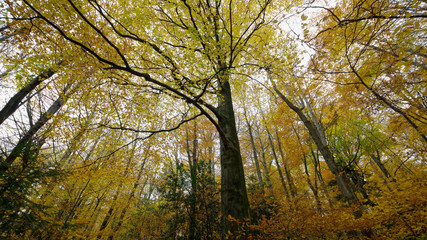 Herbstlich gefärbter Buchenwald