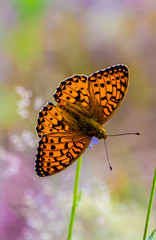 Weaver's fritillary