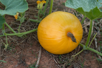 Pumpkin in field with green leaves