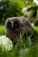 Little owl owl (Asio otus) sits on the grass. Close-up. Fluffy with big eyes.