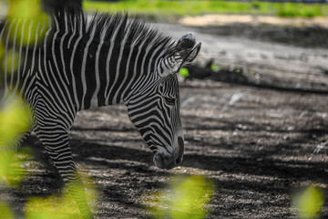 Zebra