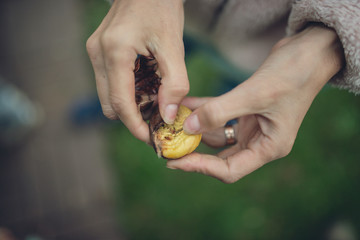 Retro image of female hand peeling chestnut