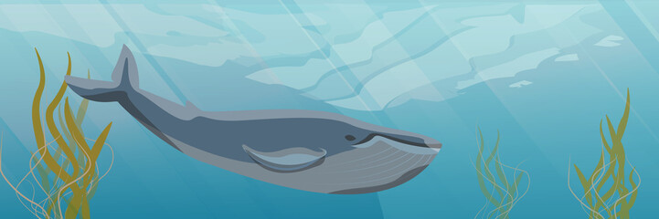 Underwater landscape. A wide blue whale floats in the water. Seaweed. Vector illustration of a sea life