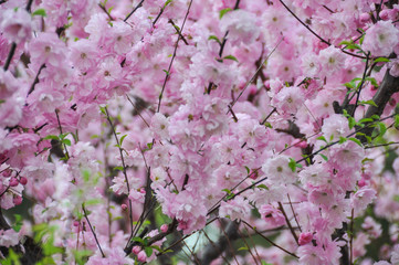 Sakura in spring in Beijing