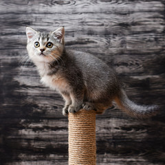 wood, grey, eyes, wool, background, acrobat, rope, frame