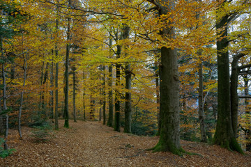 Herbstlich gefärbter Buchenwald