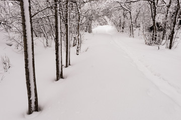 Forest track covered in heavy snow, Lake Myvatn Park, Iceland