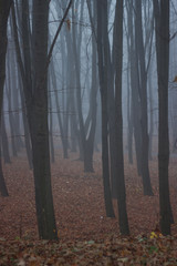 Foggy autumn morning in the forest. Long trees with fallen dry yellow leaves on the ground and light sky.