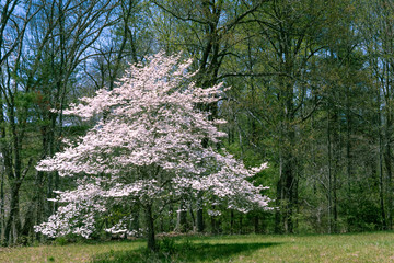 Dogwood tree in full bloom in Virginia’s Blue Ridge Parkway in early spring