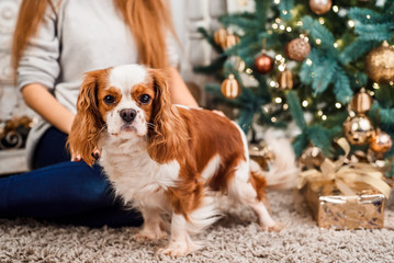Young girl with cute spaniel dog on a Christmas background. Christmas celebration.