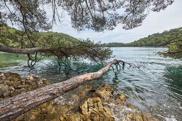 Tree in the sea. Mljet National Park, Croatia