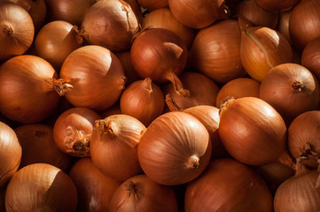 Obraz premium onion