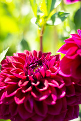 Pink Dahlia Flower