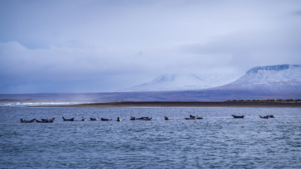 Harbor seals near the Hvitserkur beach in Iceland