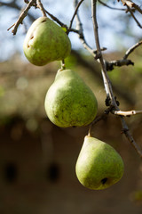tree pears hanging on branch