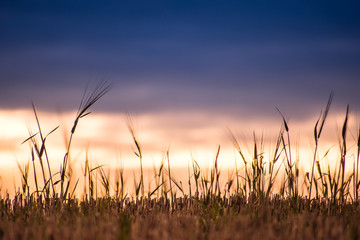 Fototapeta premium Sun Beams