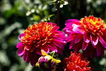 Two-Tone Dahlia Flower