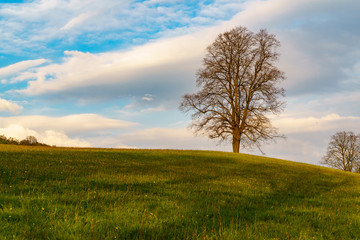 Obraz premium Lonely Tree on a meadow