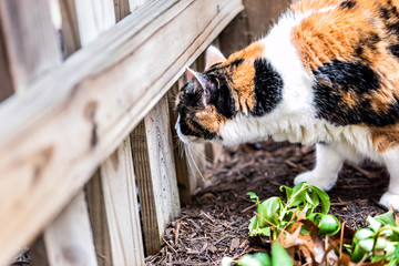 Closeup of calico cat face outside sniffing, smelling scent in garden, marking territory, house or home front, back yard with mulch, looking through wooden fence