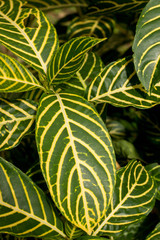 Obraz premium Sanchezia speciosa Leonard natural abstract background