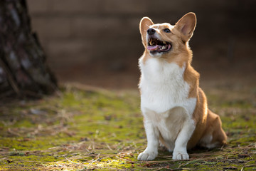 Naklejka premium Outdoor Corgi Portrait In The Sunset