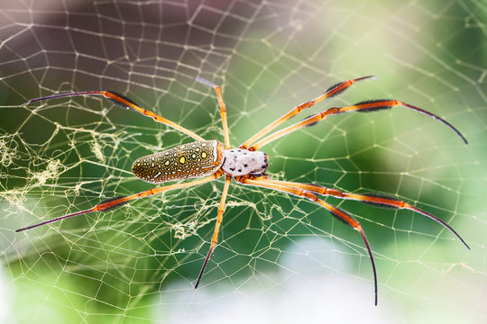 Golden web spider (Nephila maculata ) on web