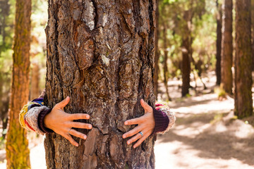 woman hands hug a pine in the forest for nature love and feeling and care and respect concept - no...