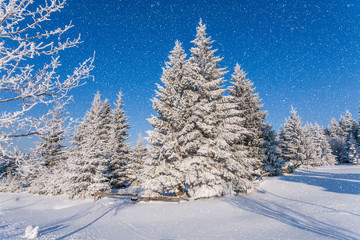 Fototapeta premium Zauberhafter Winterwald mit schneebedeckten Tannen, blauer Himmel und Schneefall.