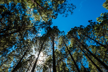 Ground view to the top high pines in the forest with the sun and the sunlight in the middle of the leafs. igh trees nature outdoor beauty concept