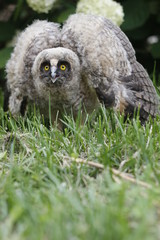 Little owl owl (Asio otus) sits on the grass. Close-up. Fluffy with big eyes.