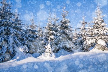 Winter im Thüringer Wald, verschneiten Tannen, blauer Himmel und Schneefall.