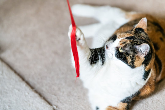 Closeup of playful calico cat, lying, playing with red stripe toy in living room, house, home on carpet floor, biting, catching, holding with one paw above