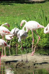 Flamingos