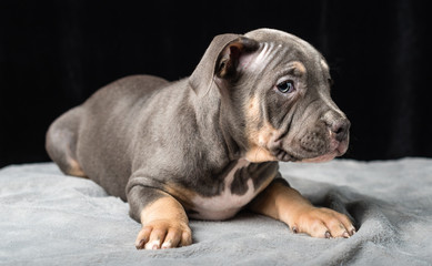 Puppy of American Bully breed on a black background