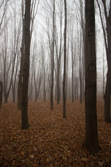 Foggy autumn morning in the forest. Long trees with fallen dry yellow leaves on the ground and light sky.