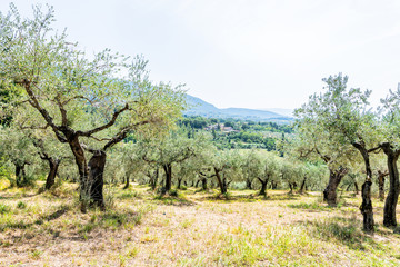 Olive trees in orchard, garden on hills, mountains in town of Assisi, Umbria, Italy at San Damiano monestary with landscape view on farm fields