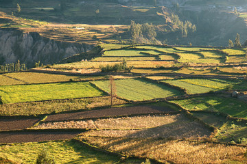 Fototapeta premium Beautiful Agricultural Fields in the Morning Sunlight, Colca Canyon or Valle del Colca in Arequipa Region of Peru 